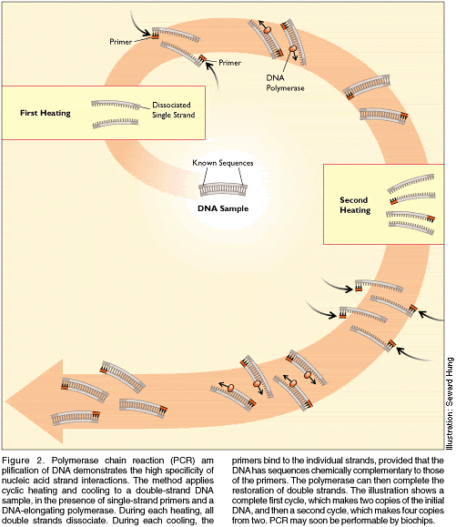 biochipspcr.gif